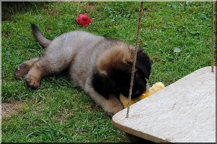leonberger 040.jpg